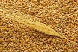 Экспорт украинской пшеницы практически на нуле