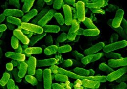 К атеросклерозу приводят кишечные бактерии