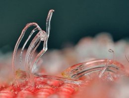 Необыкновенно красивые кусочки льда, созданные природой (ФОТО)