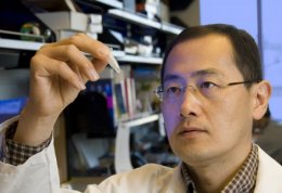 Японские ученые впервые синтезировали клетки, способные уничтожать рак