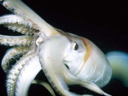 Японские биологи доказали, что морское чудовище существует