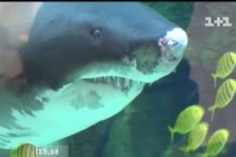 Акула из «Ocean Plaza» травмировала себе нос