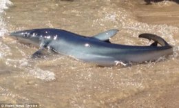В Австралии турист оттащил акулу за хвост (ВИДЕО)