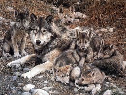Ученые выяснили правду, почему нельзя приручить волков (ФОТО)