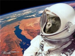 Иранская обезьяна-космонавт слетала в космос