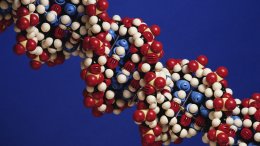 Обнаружена новая форма человеческого ДНК