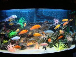 Как правильно приготовить воду для аквариума?