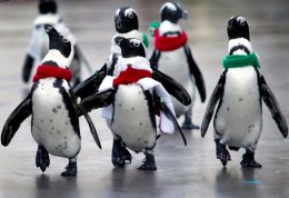 Чтобы не упасть на льду, нужно ходить как пингвины