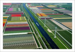 Полет на самолете над голландскими тюльпанными полями (ФОТО)