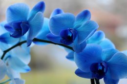 В Японии ученым впервые удалось вырастить голубую орхидею