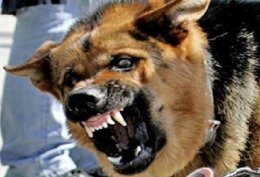 В Полтаве бешенная собака искусала десятки людей
