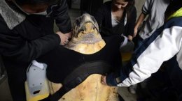 Черепахе-инвалиду сделали новые плавники (ФОТО)