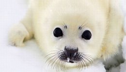 Ученые узнали, зачем тюленям усы