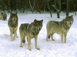 На Николаевщине волки терроризируют население
