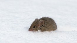 Люди научатся у мышей не чувствовать холод
