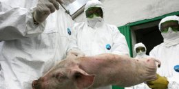 Из Таиланда со свиным гриппом