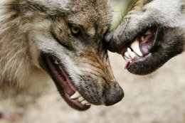 Волки атакуют Одесскую область (ВИДЕО)