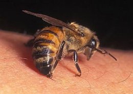Пчелиный яд способен нейтрализовать вирус СПИДа