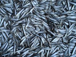 ЕС разрешил украинским рыбакам продавать рыбу на европейских рынках