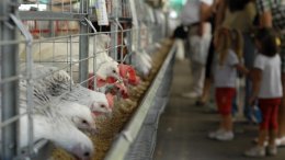 Правительство планирует увеличить производство продукции животноводства