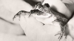 Ученые воскресили вымерший вид уникальных лягушек (ФОТО)