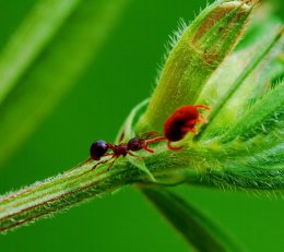 Cила муравья - это миф