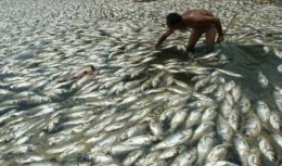 В Бразилии производят биотопливо из рыбных отходов
