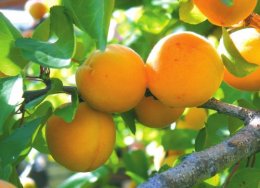 Китайские учёные выяснили, какой фрукт наиболее полезен для организма