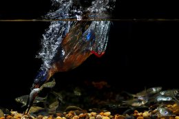 Поразительные кадры рыбалки голубого зимородка (ФОТО)
