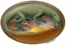 В Китае нашли десятки эмбрионов динозавров