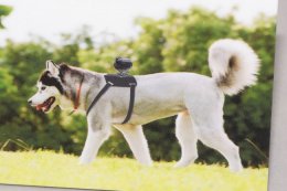 Крепление на собаку для видеокамеры (ФОТО)