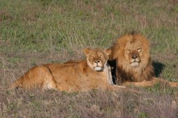 В крымском сафари-парке выпустили львов (ВИДЕО)