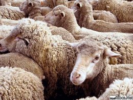 В Латинской Америке вырастили трансгенных светящихся овец (ФОТО)
