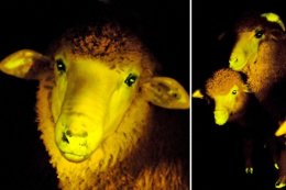 В Латинской Америке вырастили трансгенных светящихся овец (ФОТО)