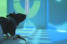 Крысы не верят в виртуальный мир