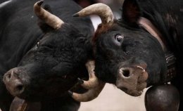 В Швейцарии проходит ежегодный чемпионат по коровьим боям (ВИДЕО)