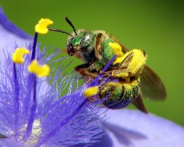 Ученые учат пчел искать мины и боеприпасы