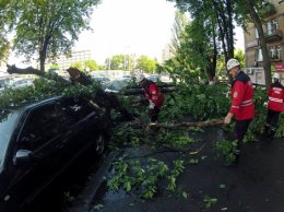 В Киеве поваленные ветром деревья раздавили три машины (ФОТО)