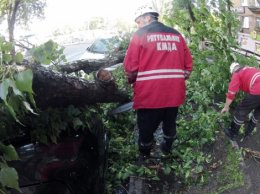 В Киеве поваленные ветром деревья раздавили три машины (ФОТО)