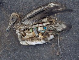 Пластиковые упаковки убивают птиц