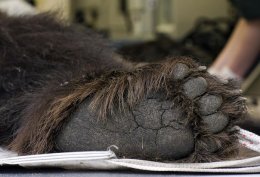 Умер самый старый в мире медведь