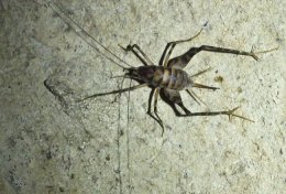 На смену украинским тараканам пришли гигантские прыгучие пауки (ФОТО)