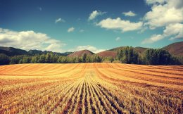 Этот год обещает быть самым урожайным на пшеницу за всю историю