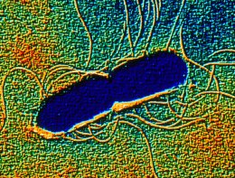 Ученые назвали самую опасную бактерию на планете