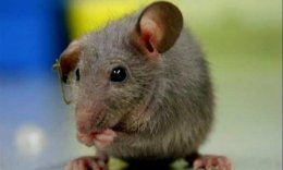 Ученые смогли клонировать мышь, применяя одну каплю крови этого грызуна