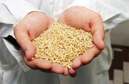 Таинственное исчезновение зерна в Аграрном фонде