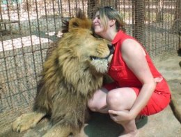 В Южной Африке попытка поцеловать льва закончилась трагедией