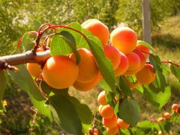 Небывалый урожай фруктов обвалил цены на рынках Украины