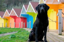 Собаки могут воспринимать небольшой цветовой диапазон