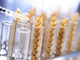 Благодаря лоббистам Украина может стать ключевым производителем ГМО